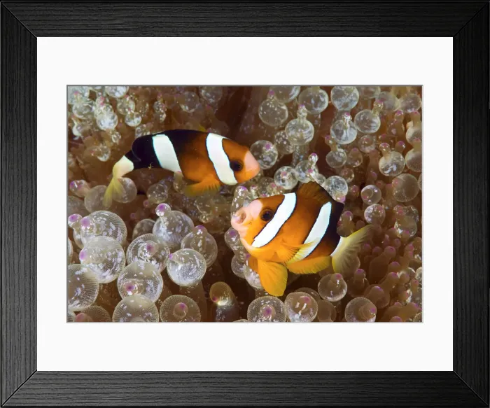 Framed Print : DDE-90024832 Framed Print : DDE-90024832