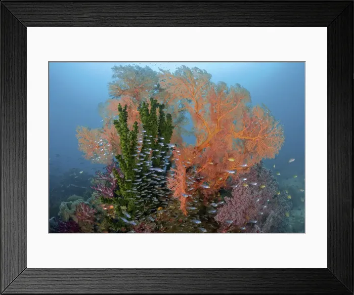 Framed Print : Reef scenics, Raja Ampat Islands, Irian