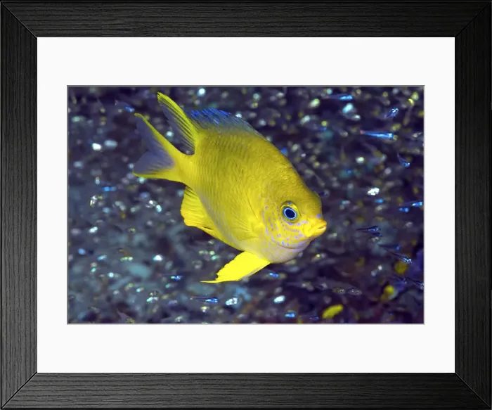 Framed Print : DDE-90024835 Framed Print : DDE-90024835