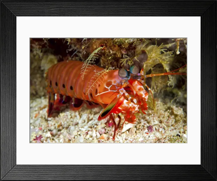 Framed Print : DDE-90024831 Framed Print : DDE-90024831