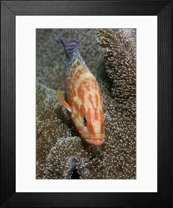 Framed Print : DDE-90024836 Framed Print : DDE-90024836
