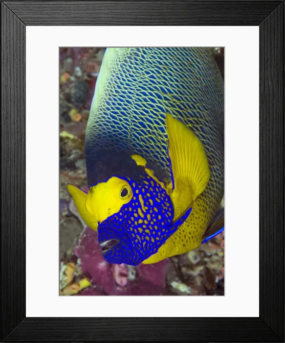 Framed Print : DDE-90024837 Framed Print : DDE-90024837