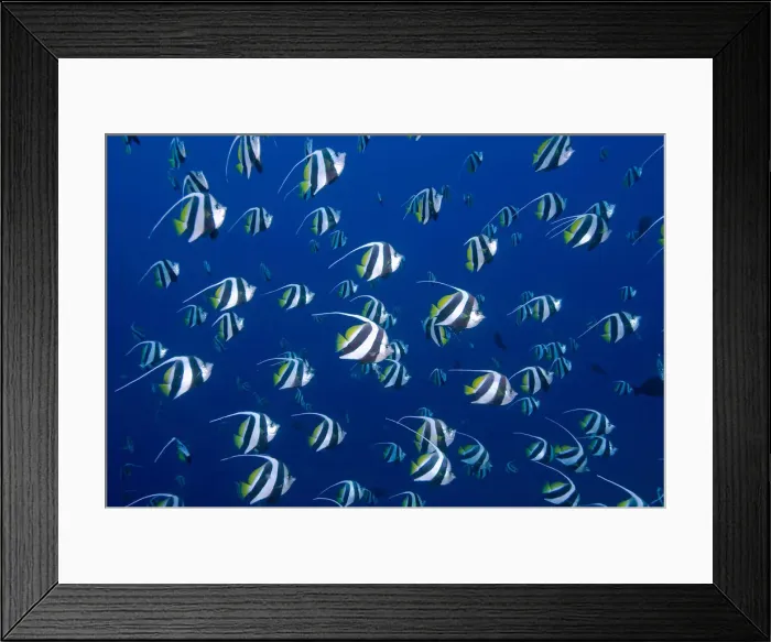Framed Print : Schooling bannerfish, Raja Ampat Islands Framed Print : Schooling bannerfish, Raja Ampat Islands
