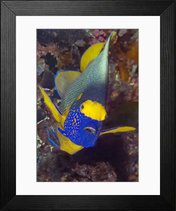 Framed Print : Angelfish, Raja Ampat Islands, Irian Jaya Framed Print : Angelfish, Raja Ampat Islands, Irian Jaya