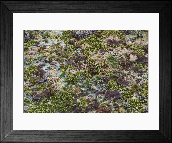 Framed Print : DDE-90024841