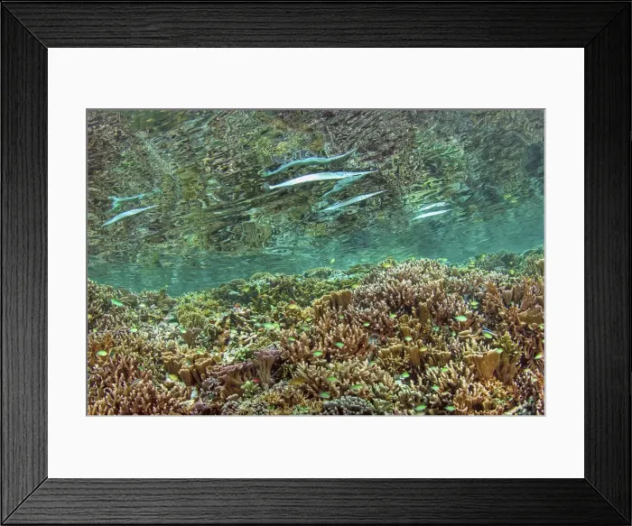 Framed Print : DDE-90024843 Framed Print : DDE-90024843