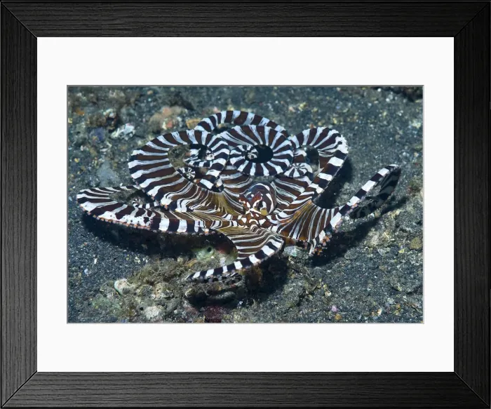 Framed Print : DDE-90024845 Framed Print : DDE-90024845