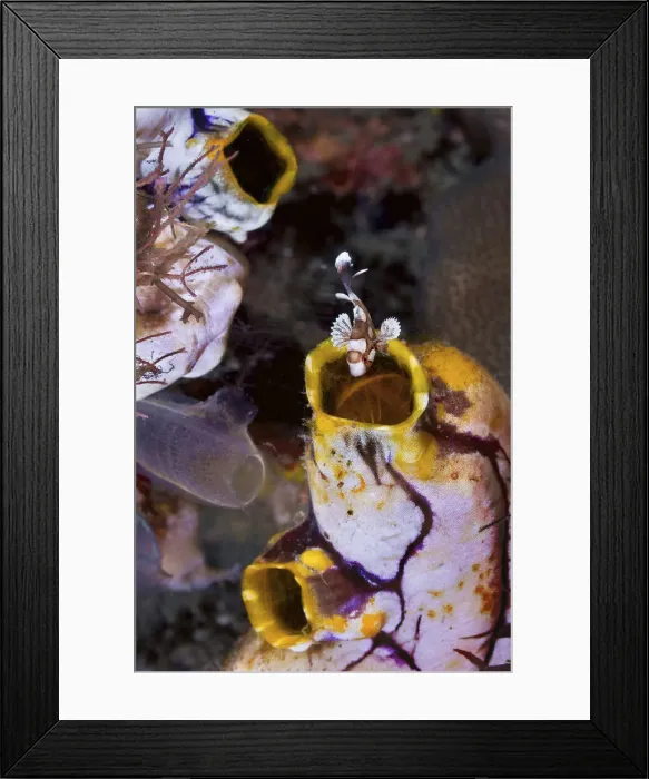 Framed Print : DDE-90024844 Framed Print : DDE-90024844