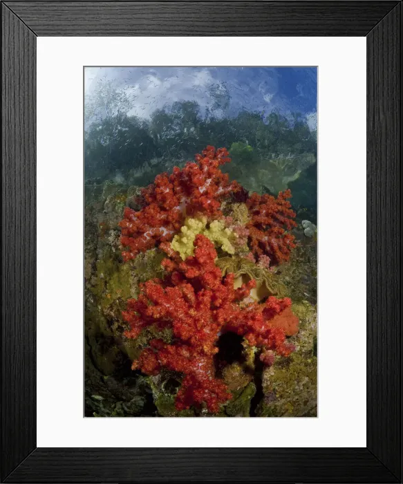 Framed Print : DDE-90024846 Framed Print : DDE-90024846