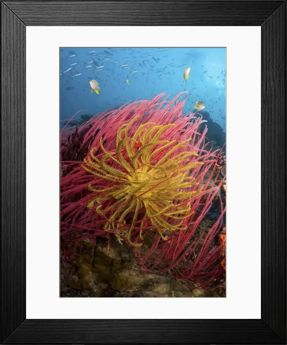 Framed Print : DDE-90024847 Framed Print : DDE-90024847