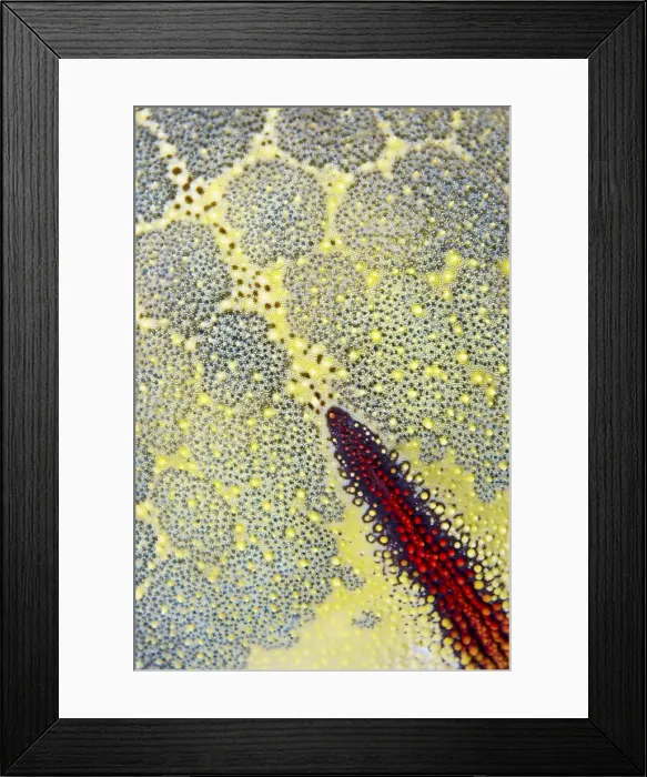 Framed Print : DDE-90024849 Framed Print : DDE-90024849