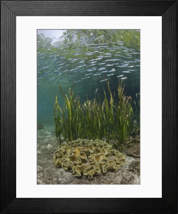 Framed Print : DDE-90024850 Framed Print : DDE-90024850