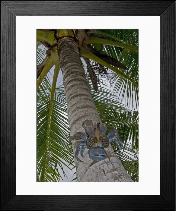 Framed Print : DDE-90024848 Framed Print : DDE-90024848