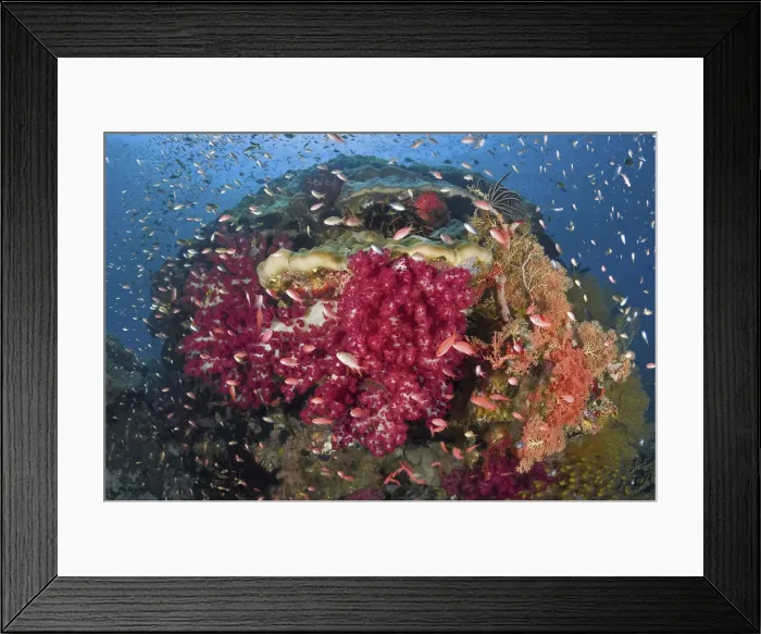 Framed Print : DDE-90024851 Framed Print : DDE-90024851