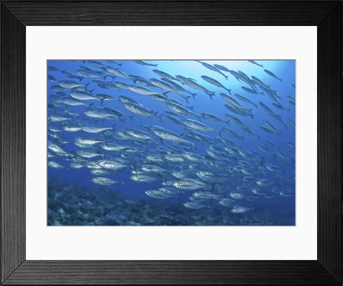 Framed Print : DDE-90024853