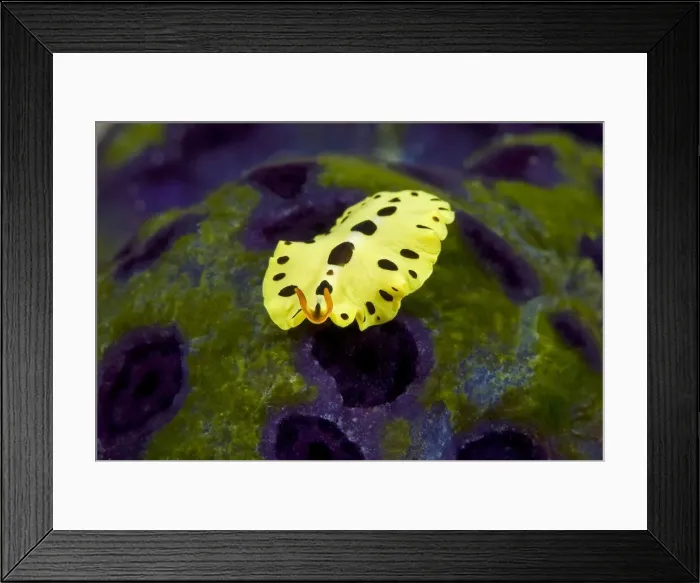 Framed Print : Indonesia, Papua, Raja Ampat. Close-up of Framed Print : Indonesia, Papua, Raja Ampat. Close-up of