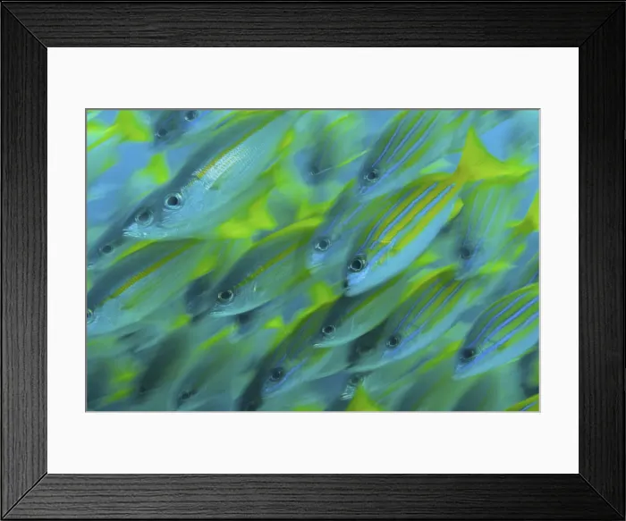 Framed Print : DDE-90024855 Framed Print : DDE-90024855
