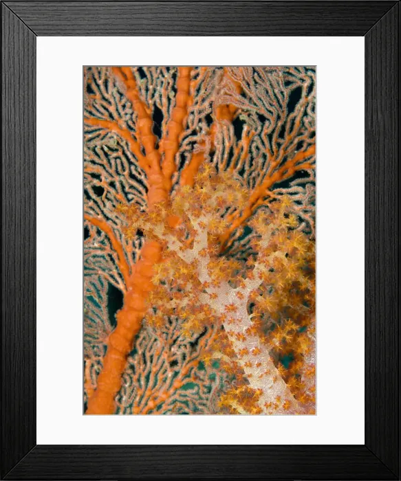 Framed Print : DDE-90024856 Framed Print : DDE-90024856