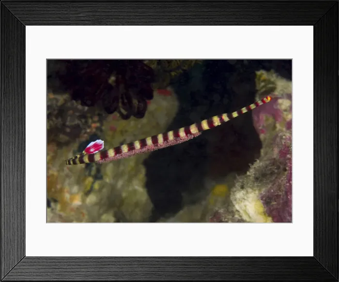 Framed Print : Indonesia, Papua, Raja Ampat. Close-up of Framed Print : Indonesia, Papua, Raja Ampat. Close-up of