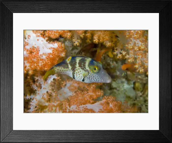 Framed Print : DDE-90024852 Framed Print : DDE-90024852