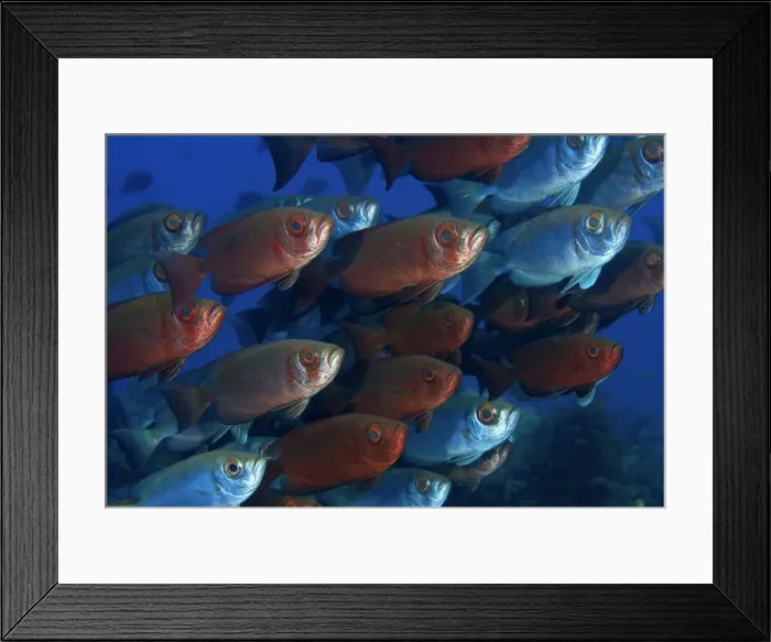 Framed Print : DDE-90024859 Framed Print : DDE-90024859