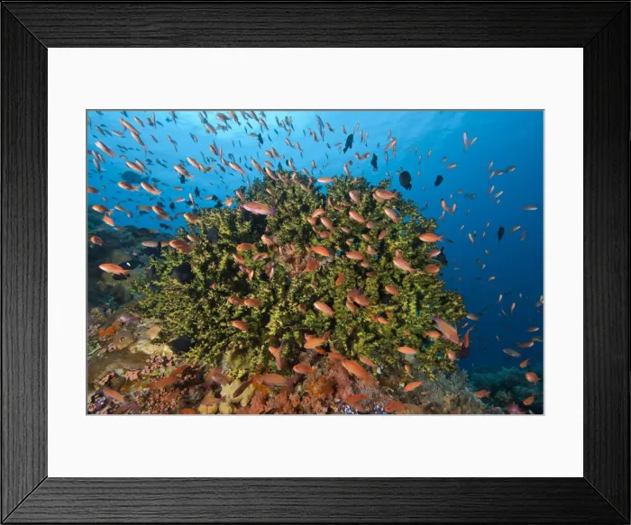 Framed Print : DDE-90024861 Framed Print : DDE-90024861