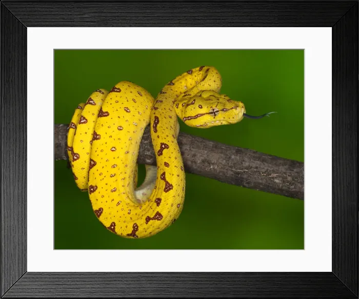Framed Print : DDE-90024860