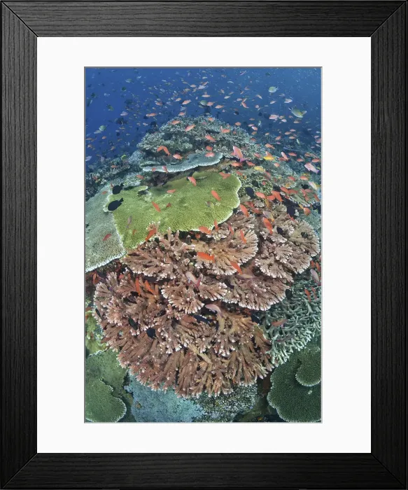 Framed Print : DDE-90024863 Framed Print : DDE-90024863