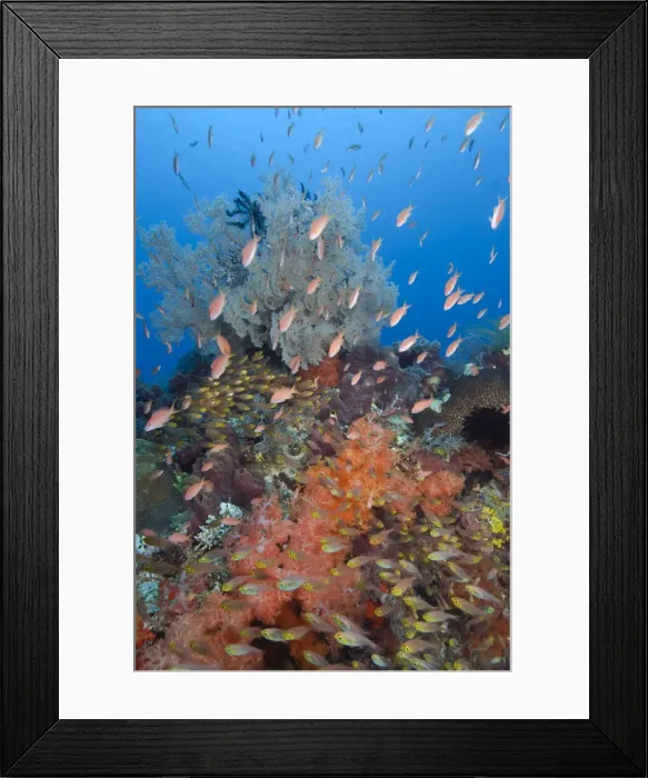 Framed Print : DDE-90024862 Framed Print : DDE-90024862