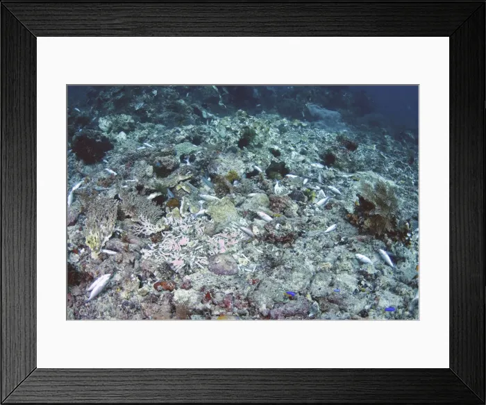 Framed Print : DDE-90024864 Framed Print : DDE-90024864