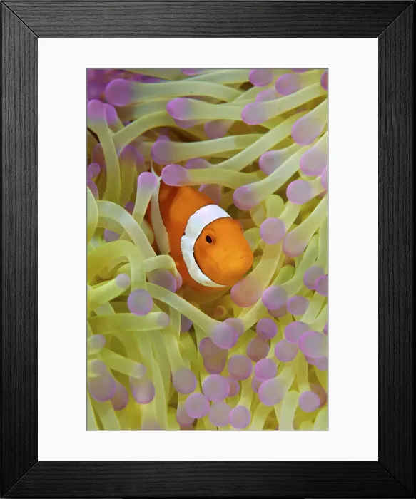 Framed Print : DDE-90024866 Framed Print : DDE-90024866
