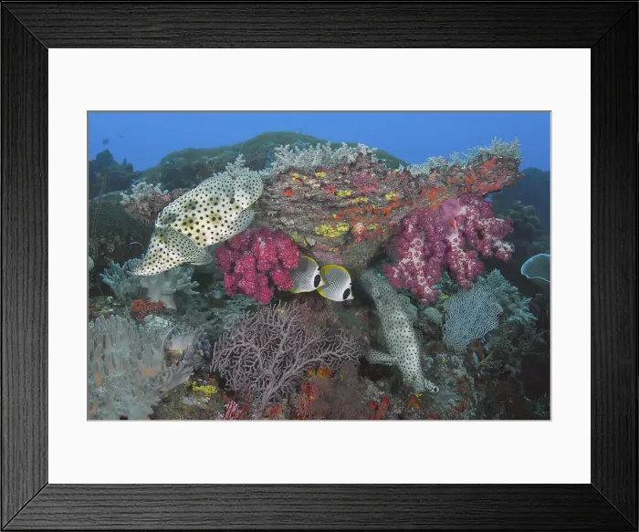 Framed Print : DDE-90024867 Framed Print : DDE-90024867