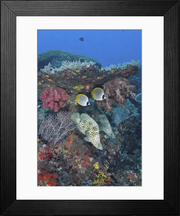 Framed Print : DDE-90024868 Framed Print : DDE-90024868