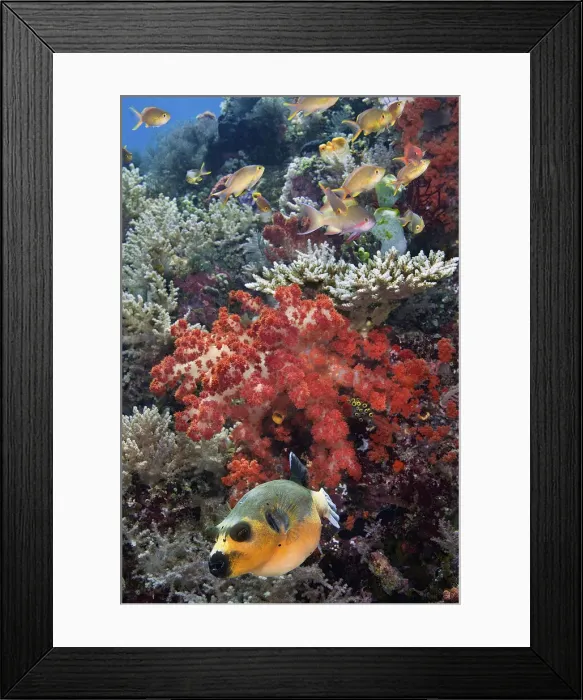 Framed Print : DDE-90024869 Framed Print : DDE-90024869