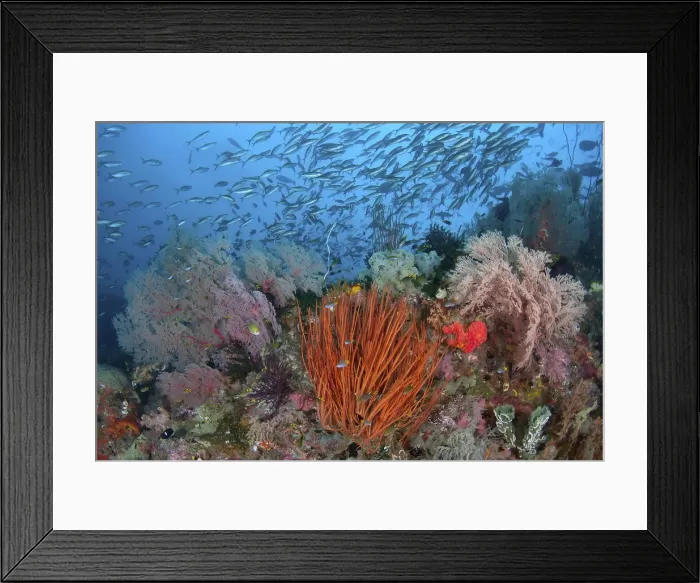 Framed Print : DDE-90024870 Framed Print : DDE-90024870