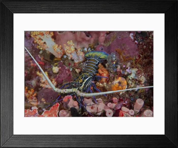 Framed Print : DDE-90024871 Framed Print : DDE-90024871