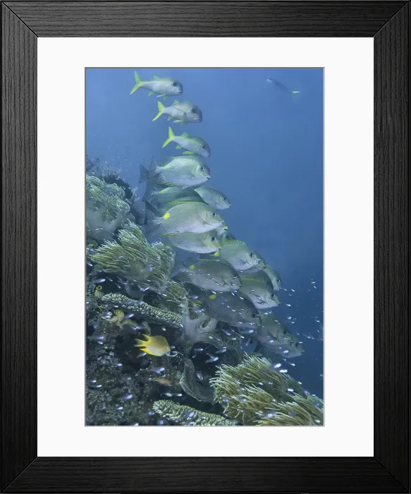 Framed Print : DDE-90024873 Framed Print : DDE-90024873