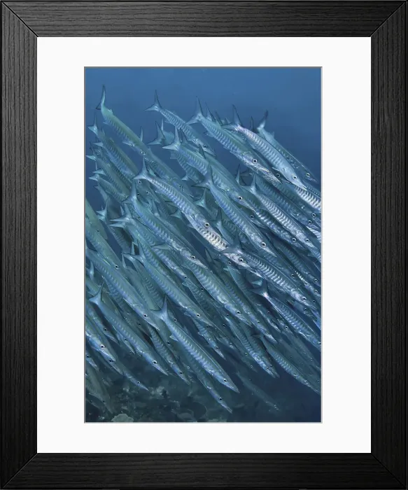 Framed Print : DDE-90024872