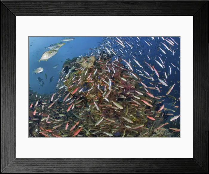 Framed Print : DDE-90024874 Framed Print : DDE-90024874