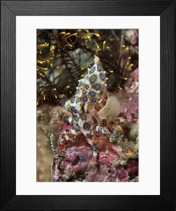 Framed Print : DDE-90024875