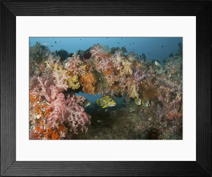 Framed Print : DDE-90024876 Framed Print : DDE-90024876