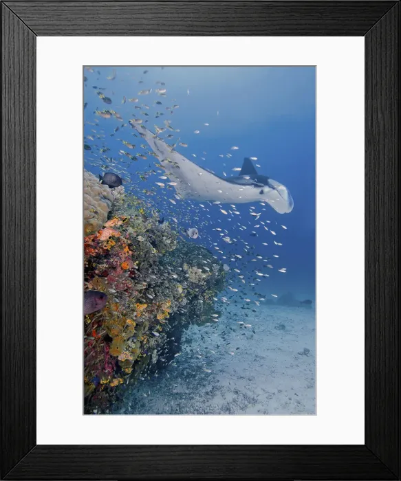 Framed Print : DDE-90024877 Framed Print : DDE-90024877