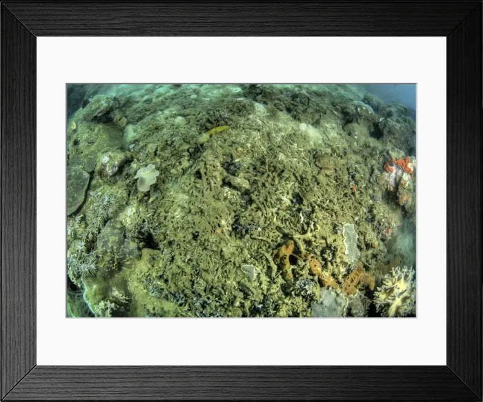 Framed Print : DDE-90024878 Framed Print : DDE-90024878