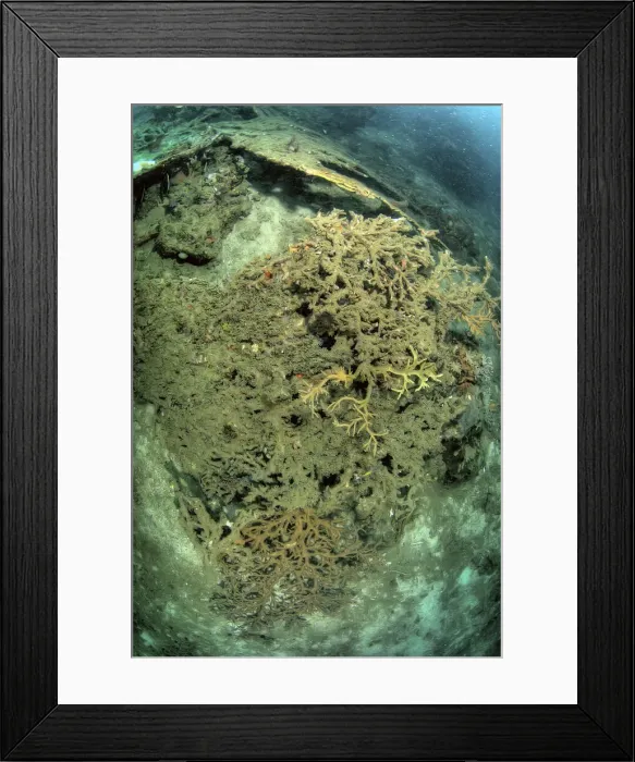 Framed Print : DDE-90024879