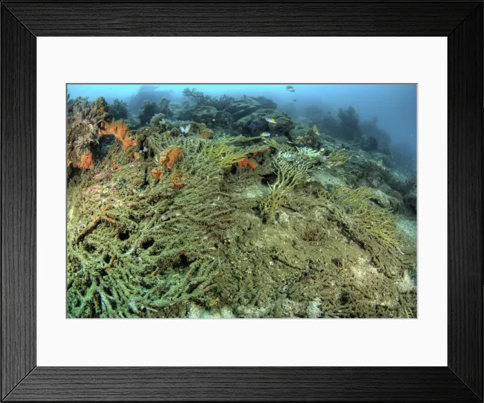 Framed Print : DDE-90024880 Framed Print : DDE-90024880
