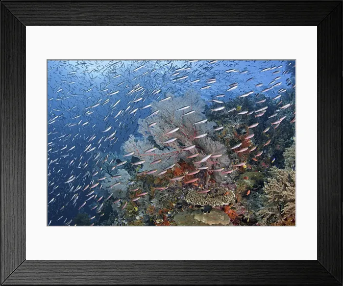 Framed Print : DDE-90024881 Framed Print : DDE-90024881