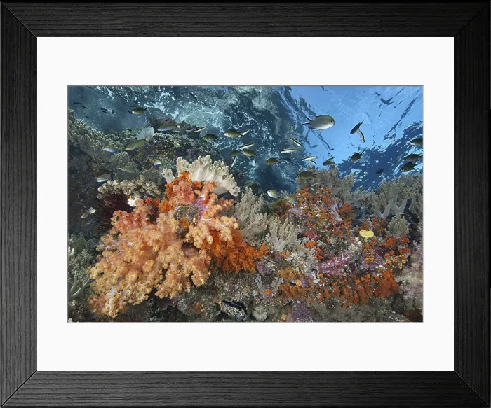 Framed Print : DDE-90024882 Framed Print : DDE-90024882