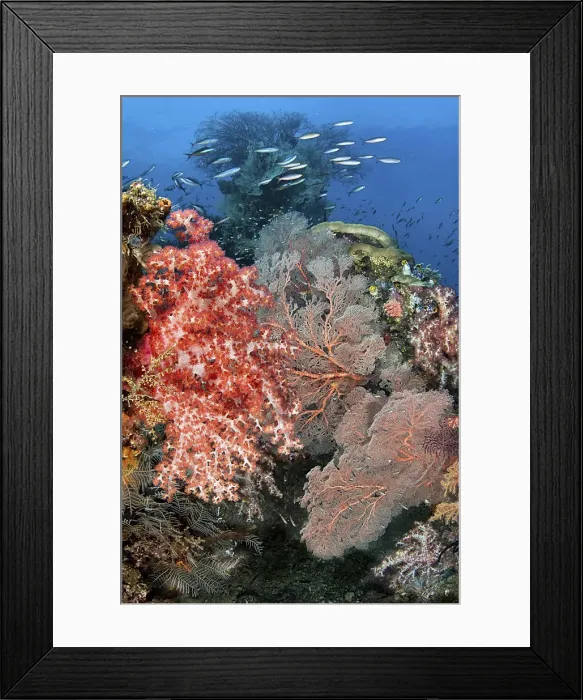 Framed Print : DDE-90024883 Framed Print : DDE-90024883