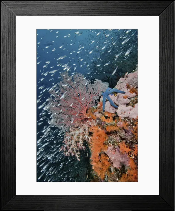 Framed Print : DDE-90024884 Framed Print : DDE-90024884