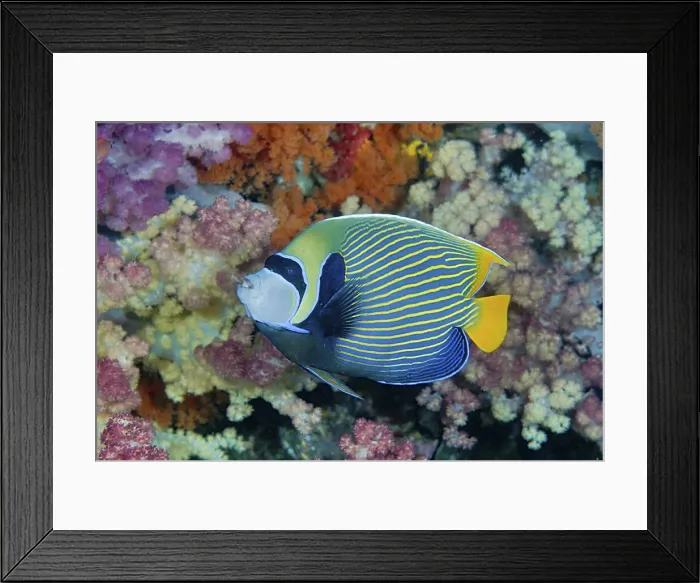 Framed Print : DDE-90024885 Framed Print : DDE-90024885